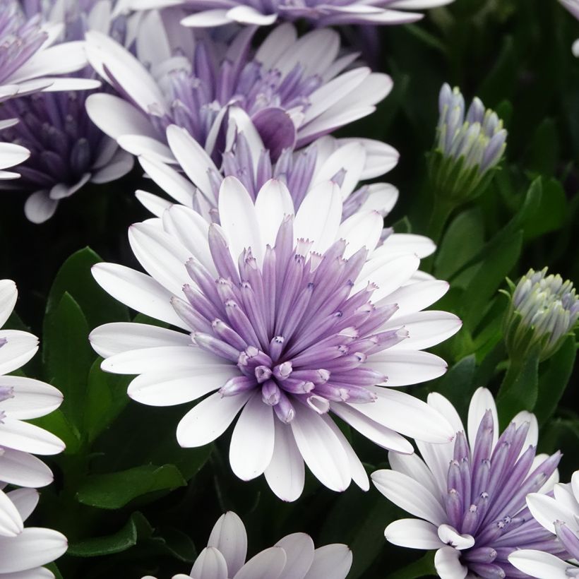 Osteospermum ecklonis 3D Steel Blue (Fioritura)