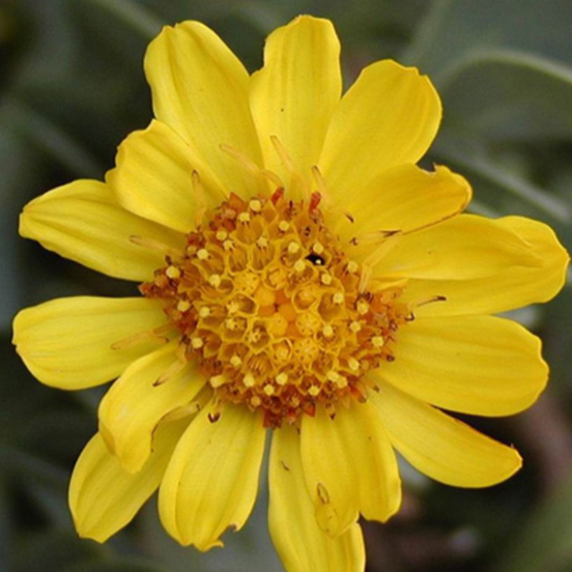 Othonna cheirifolia - Hertia a foglie di violacciocca (Flowering)