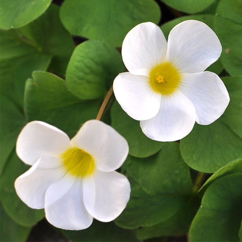 Oxalis purpurea Alba - Acetosella purpurea (Flowering)