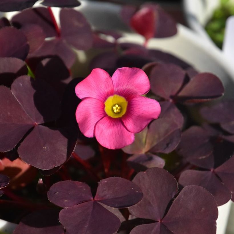 Oxalis purpurea Garnet - Acetosella purpurea (Flowering)