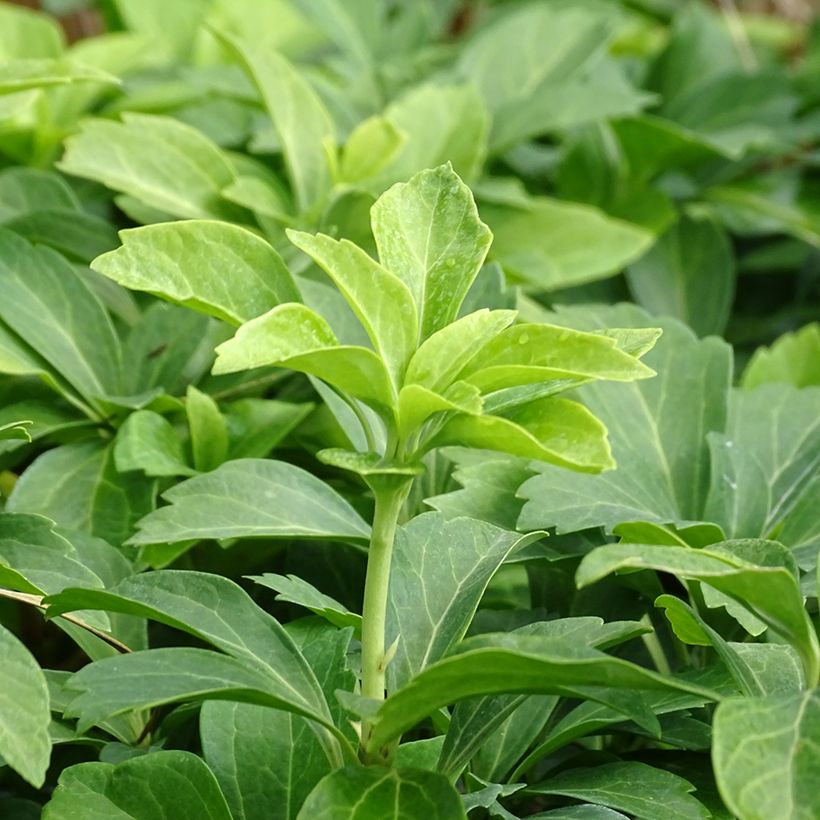 Pachysandra terminalis - Pachisandra (Fogliame)