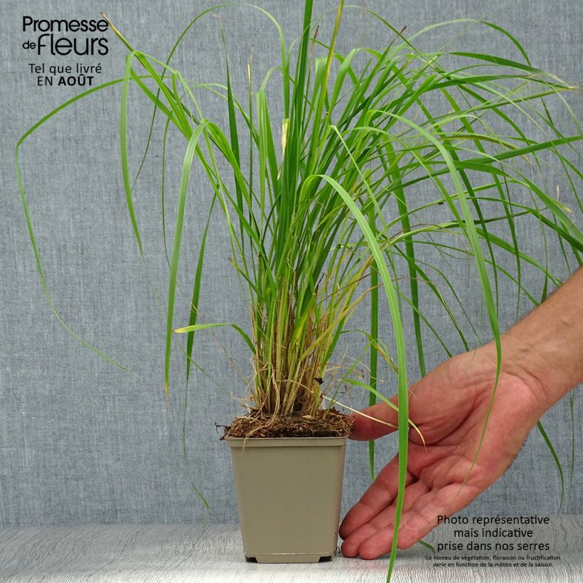 Esemplare di Pennisetum thunbergii Vasetto da 8/9 cm consegnato in estate