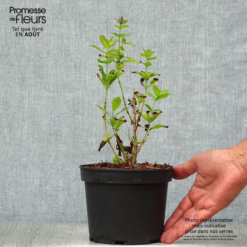 Esemplare di Phlox paniculata Amethyst Vaso da 2L/3L consegnato in estate