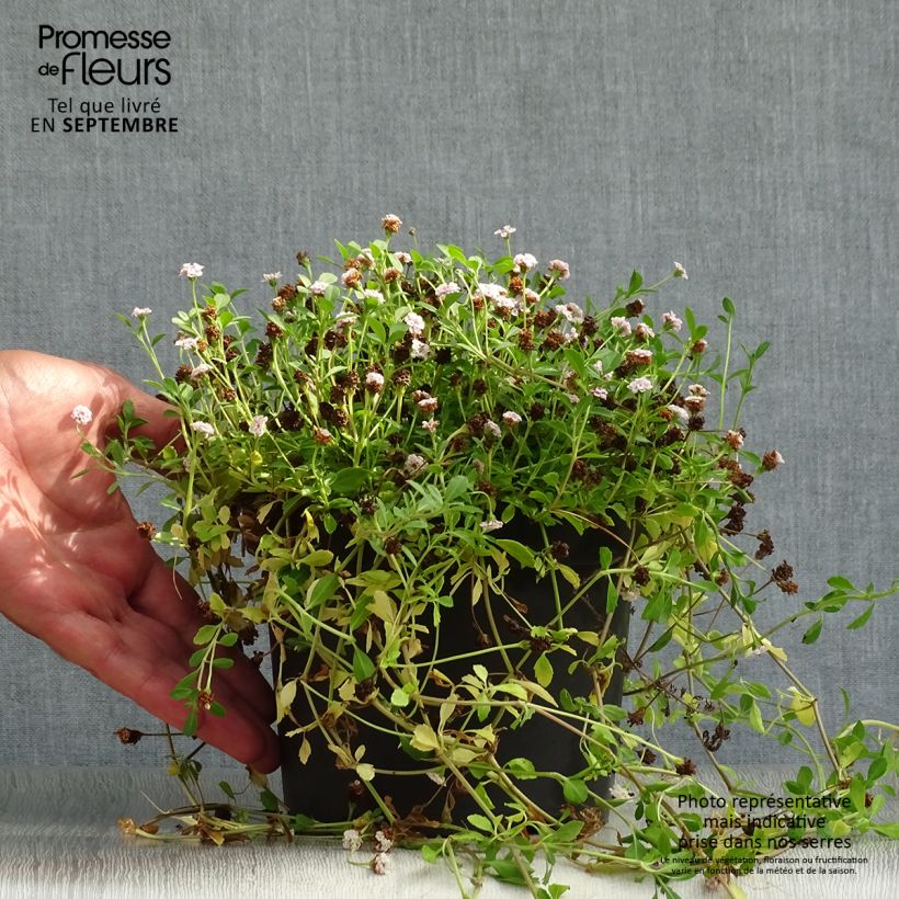 Esemplare di Phyla nodiflora - Erba Luigia minore Vaso da 2L/3L come consegnato in autunno