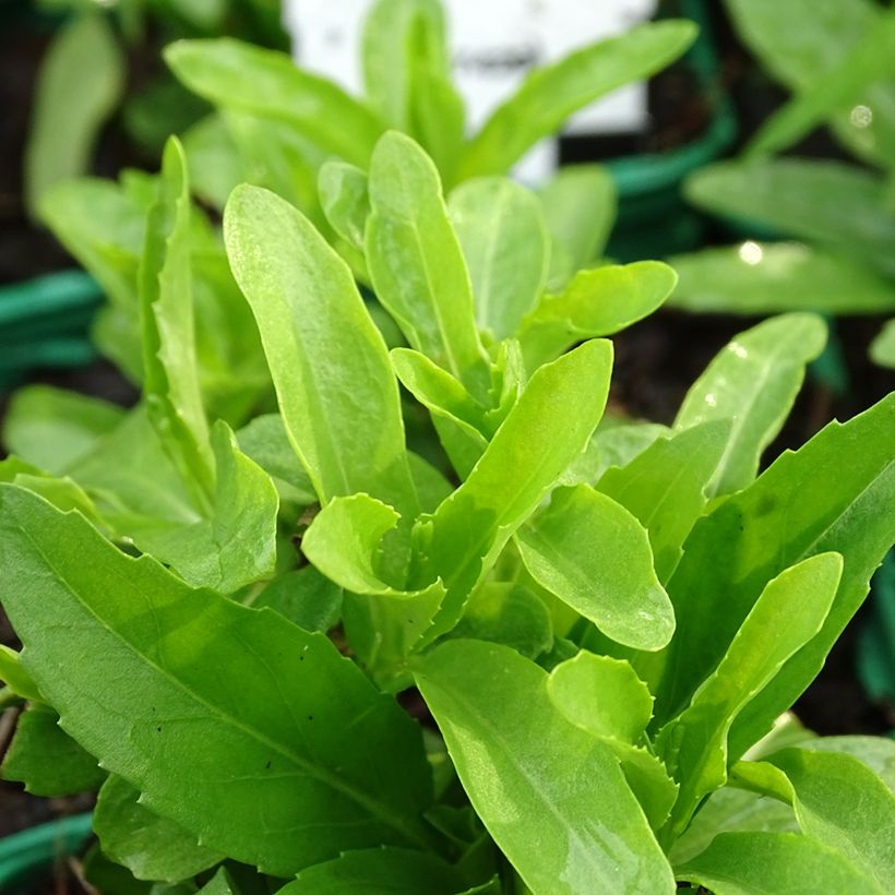 Physostegia virginiana Alba (Foliage)