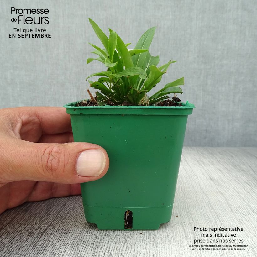 Esemplare di Physostegia virginiana Alba Vasetto da 8/9 cm come consegnato in autunno