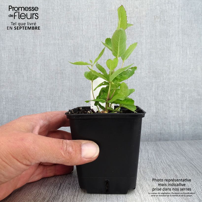Esemplare di Platycodon grandiflorus Fuji Blue Godet de 8/9 cm come consegnato in autunno
