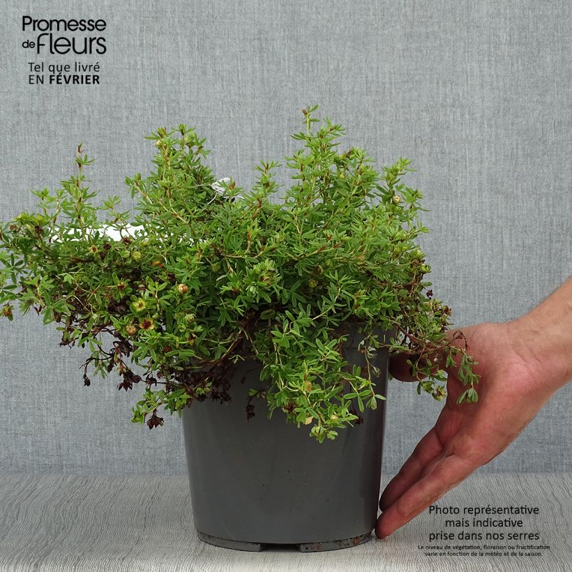 Esemplare di Potentilla fruticosa Red joker Vaso da 3L/4L come consegnato in autunno