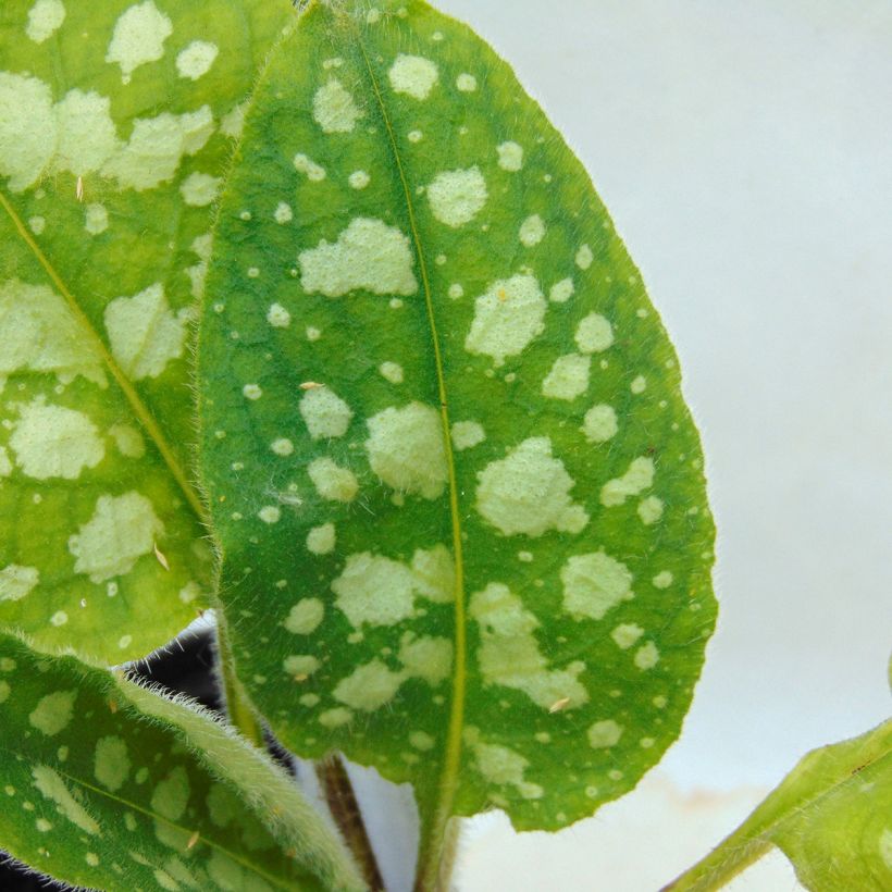 Pulmonaria Victorian Brooch (Foliage)