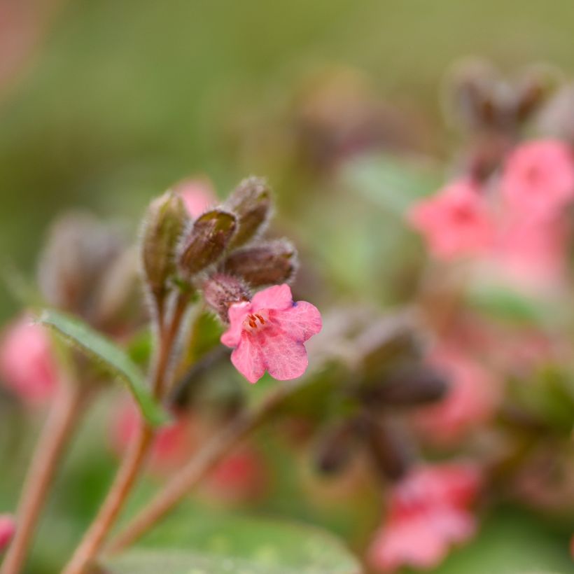 Pulmonaria saccharata Dora Bielefeld - Polmonaria chiazzata (Flowering)
