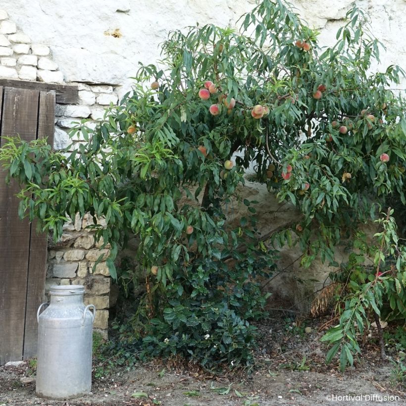 Pêcher Golden Caesar - Pêche de vigne (Porto)