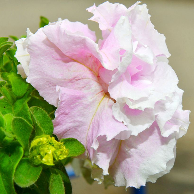 Petunia Cascade Pink Orchid Mist (Flowering)