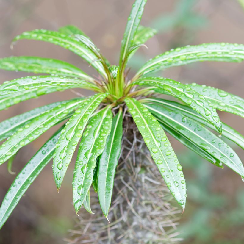 Palma del Madagascar - Pachypodium lamerei (Foliage)