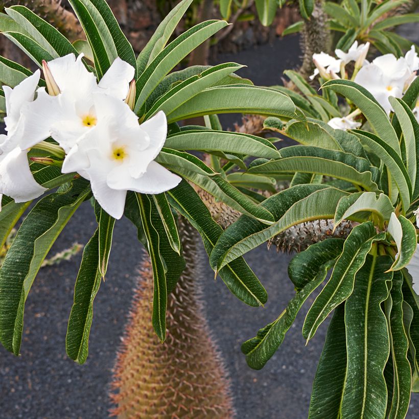 Palma del Madagascar - Pachypodium lamerei (Flowering)