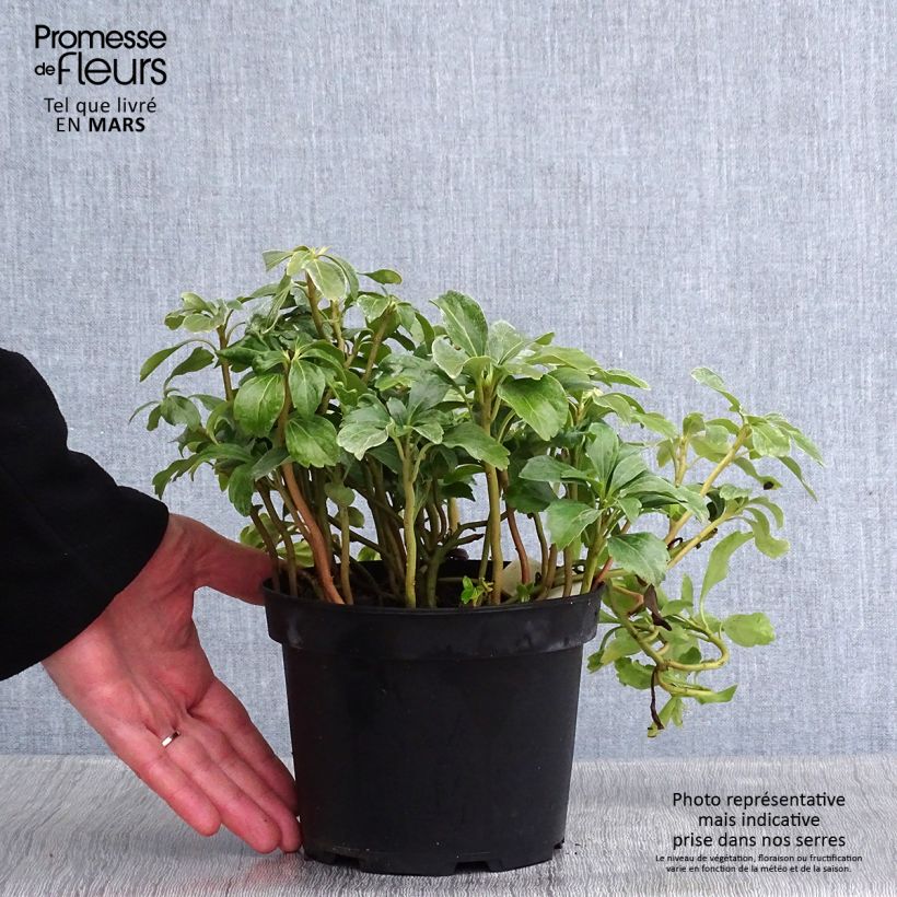 Pachysandra terminalis Green Sheen Vaso da 2L/3L esemplare consegnato in inverno