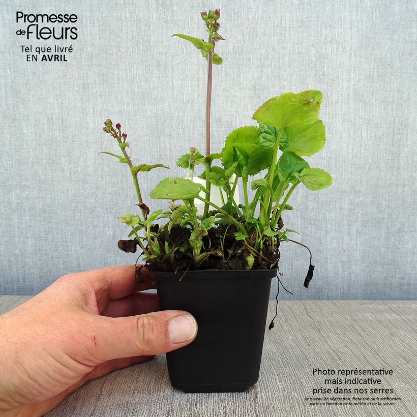 Packera aurea Vasetto da 8/9 cm esemplare consegnato in primavera