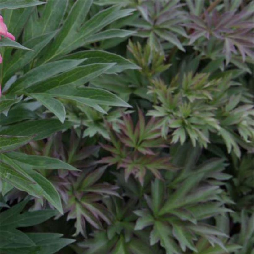 Peonia Itoh Julia Rose (Foliage)