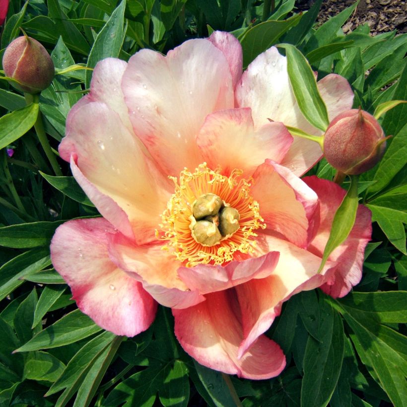 Peonia Itoh Julia Rose (Flowering)