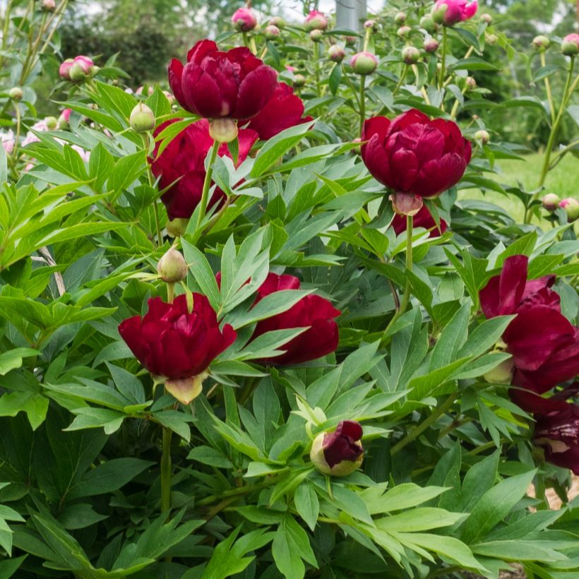 Peonia Itoh Scarlet Heaven (Fioritura)