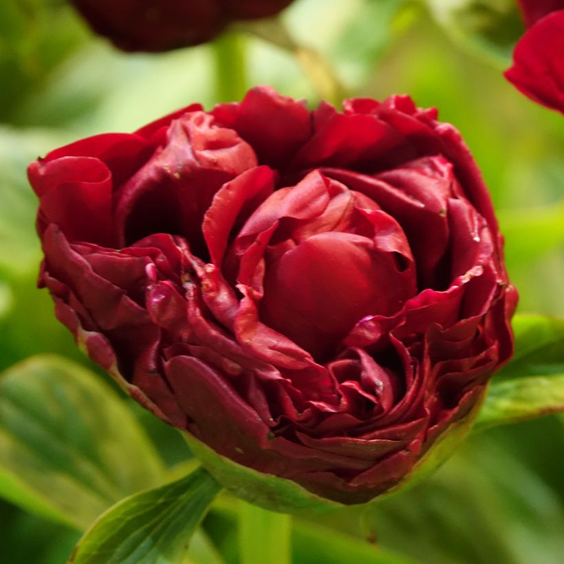Peonia erbacea Bockstoce (Fioritura)
