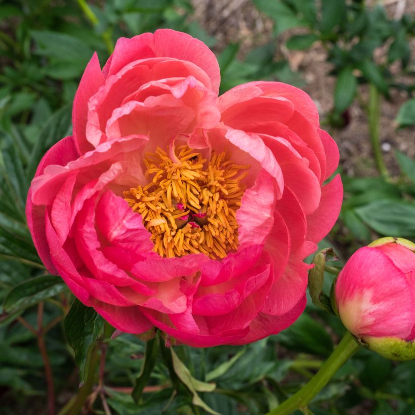 Peonia erbacea Coral Charm (Flowering)