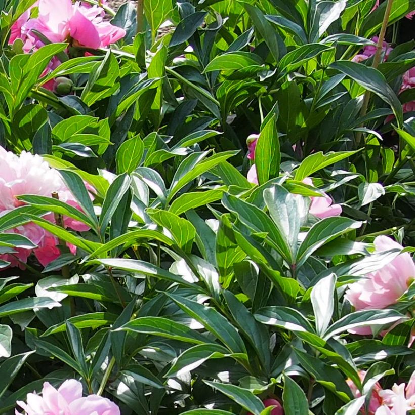 Peonia erbacea Edulis Superba (Fogliame)