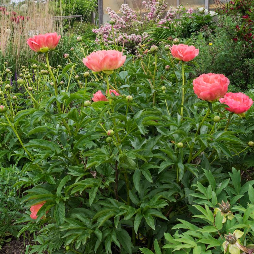 Peonia erbacea Pink Hawaiian Coral (Plant habit)