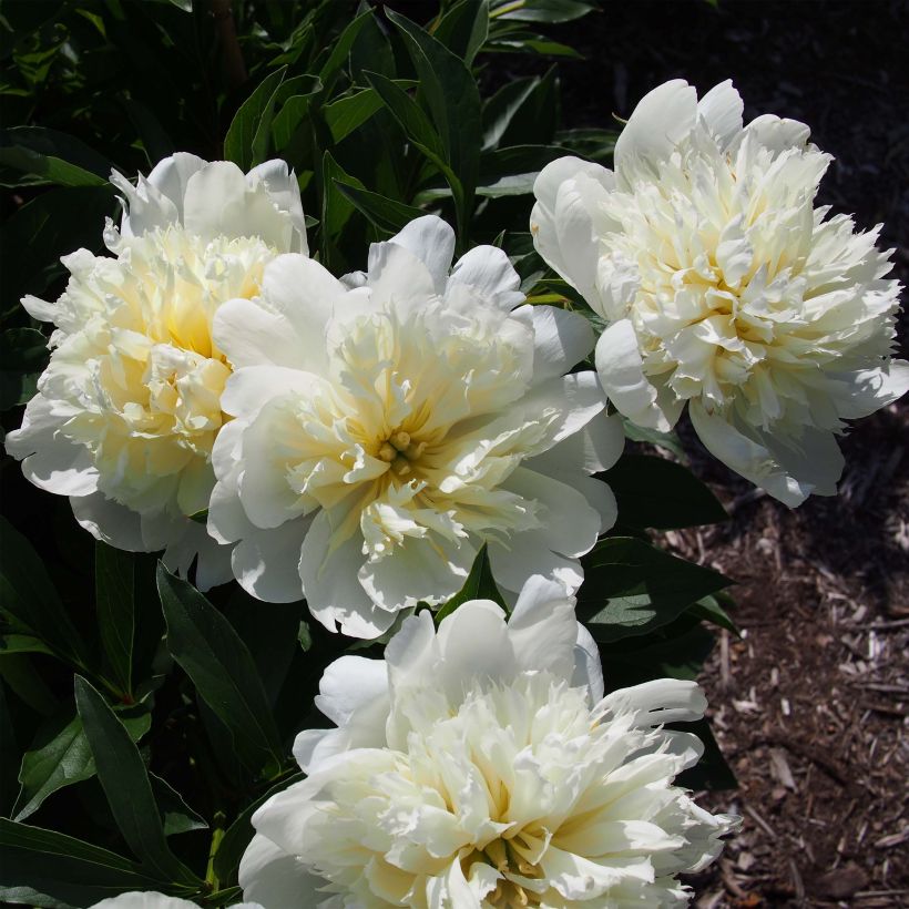 Peonia erbacea Primevère (Flowering)
