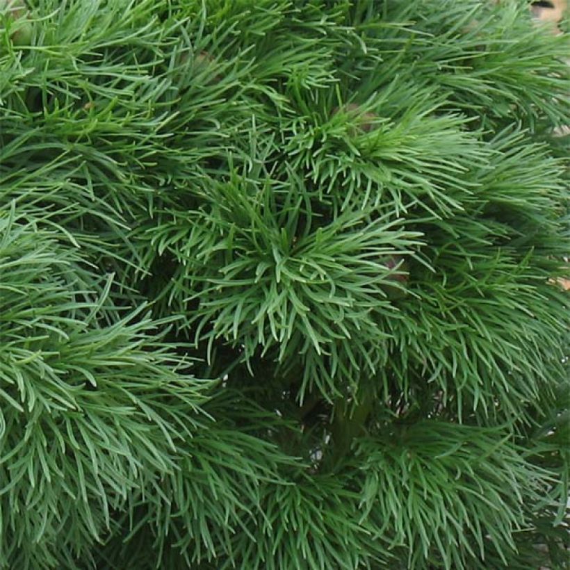 Paeonia tenuifolia Plena - Peonia erbacea (Foliage)