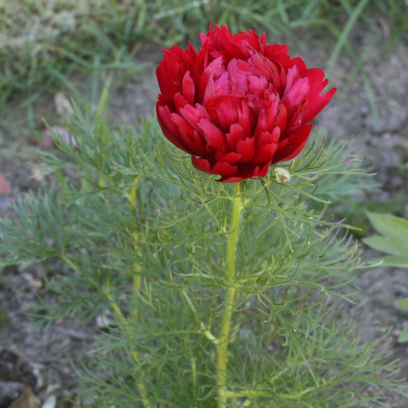 Paeonia tenuifolia Plena - Peonia erbacea (Flowering)