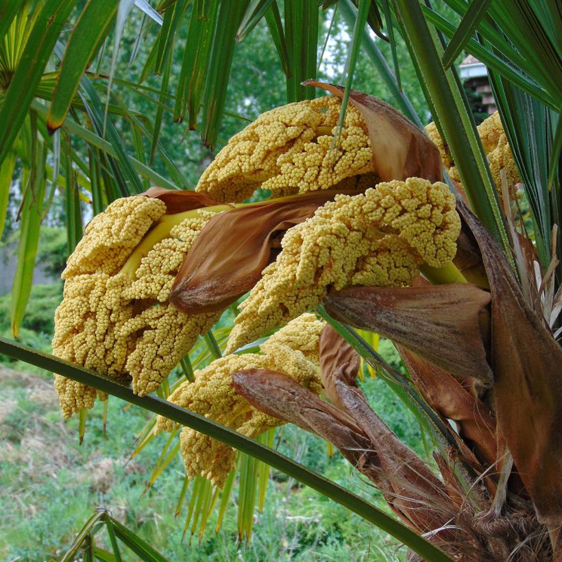 Trachycarpus fortunei - Palma di Fortune (Flowering)