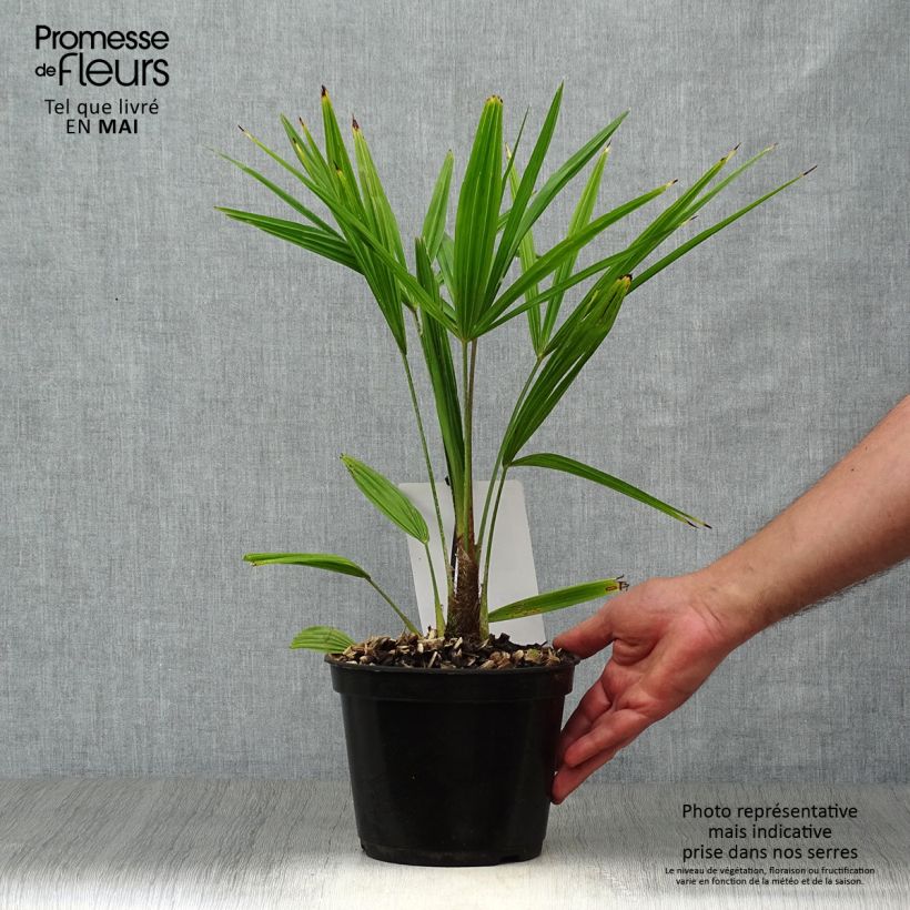 Example of Trachycarpus fortunei - Palma di Fortune Vaso da 2L/3L as you get in printemps