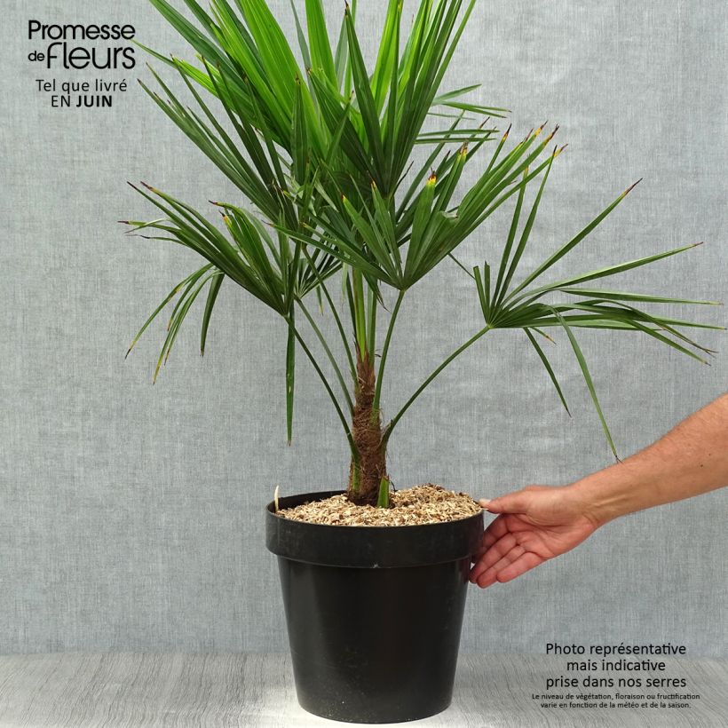 Example of Trachycarpus fortunei - Palma di Fortune Vaso da 12L/15L as you get in printemps
