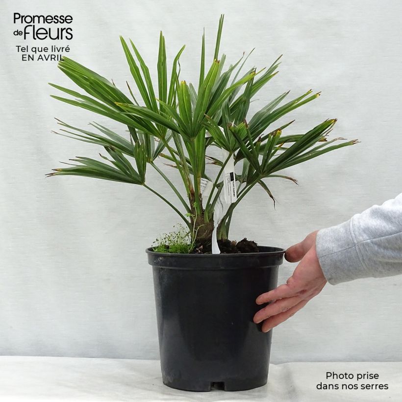 Example of Trachycarpus fortunei - Palma di Fortune Vaso da 6L/7L as you get in printemps