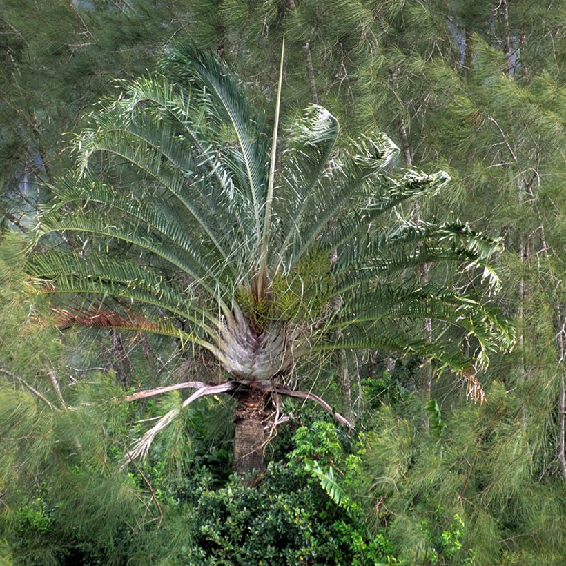 Dypsis decaryi - Palma triangolo (Porto)