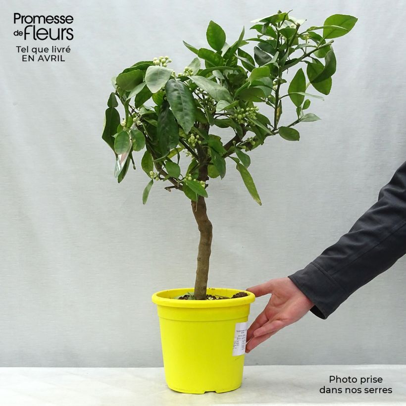 Citrus x paradisi - Pompelmo Vaso da 4L/5L, Vaso impalcato basso esemplare consegnato in primavera