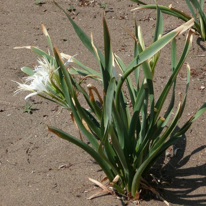 Pancratium maritimum - Giglio marino comune (Porto)