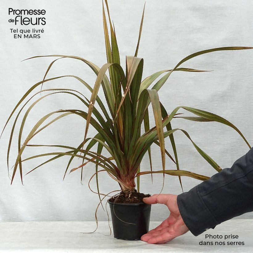 Pandanus utilis - Pandano Vaso da Ø 12 cm / 13 cm esemplare consegnato in primavera