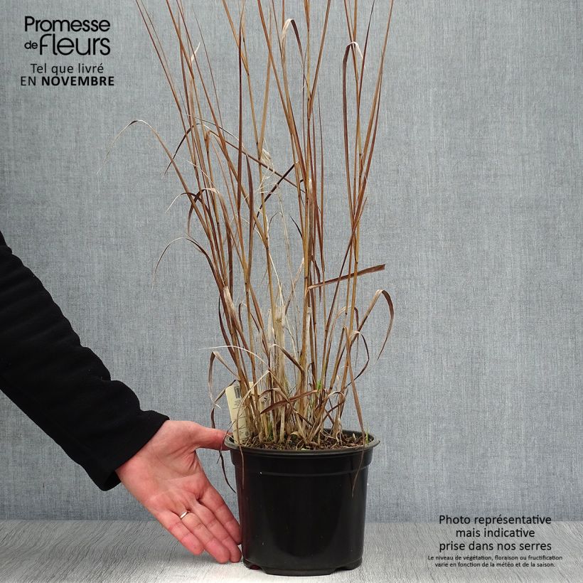 Esemplare di Panicum virgatum Cloud Nine Vaso da 1L/1,5L come consegnato in autunno
