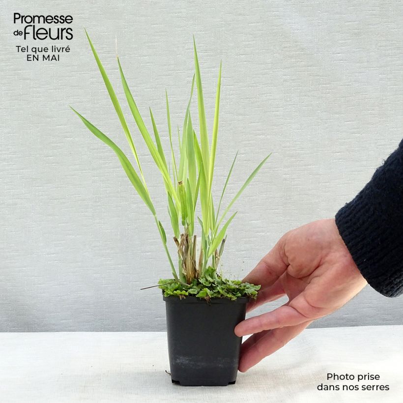 Example of Panicum virgatum Dallas Blues Vasetto da 8/9 cm as you get in printemps