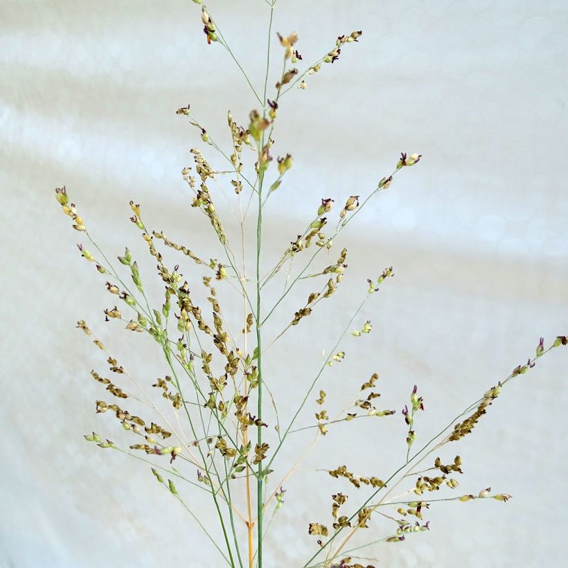 Panicum virgatum Heavy Metal (Fioritura)