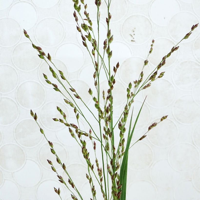 Panicum virgatum Heiliger Hain (Flowering)