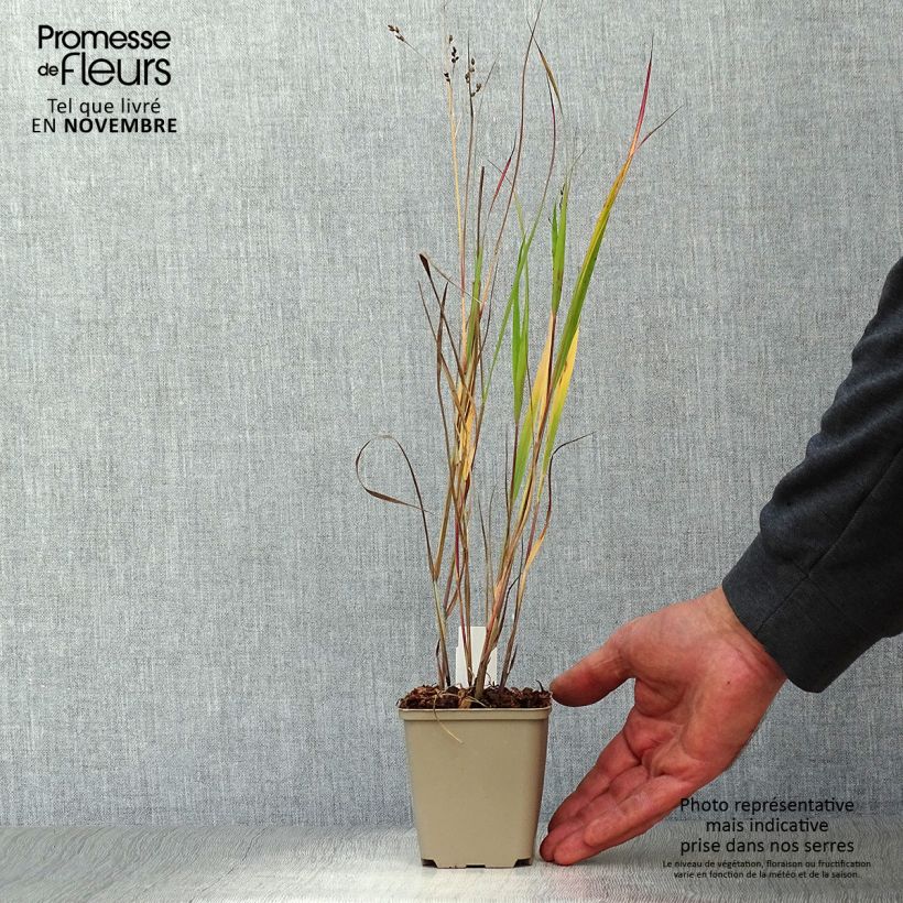 Esemplare di Panicum virgatum Heiliger Hain Vasetto da 8/9 cm come consegnato in autunno