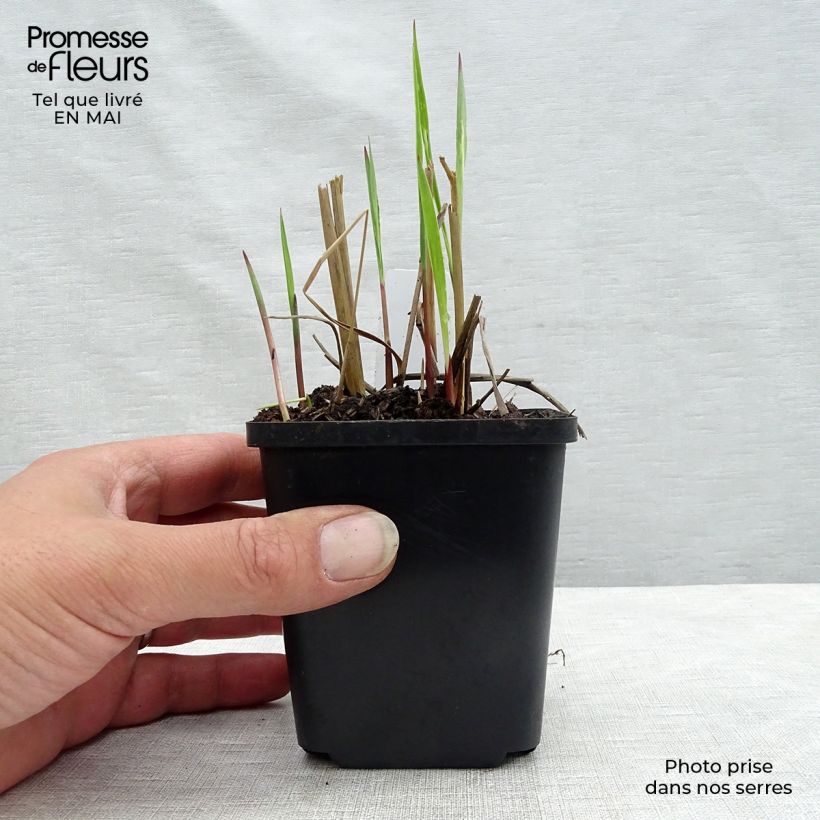 Example of Panicum virgatum Heiliger Hain Vasetto da 8/9 cm as you get in printemps