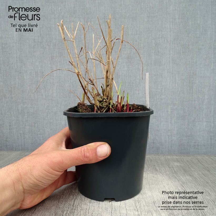 Example of Panicum virgatum Heiliger Hain Vaso da 2L/3L as you get in printemps