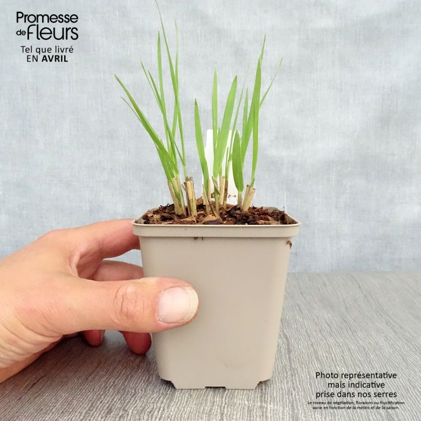 Example of Panicum virgatum Hot Rod Vasetto da 8/9 cm as you get in printemps