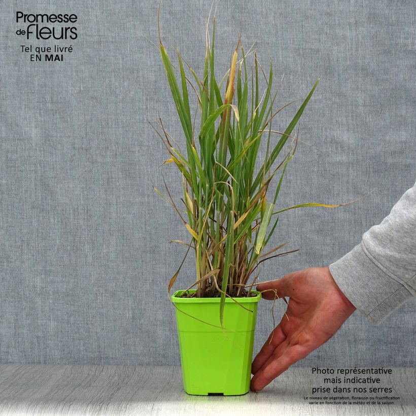 Example of Panicum virgatum Hot Rod Vaso da 1,5L/2L as you get in printemps