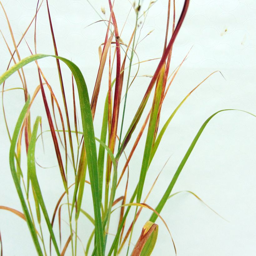 Panicum virgatum Kulsenmoor (Foliage)