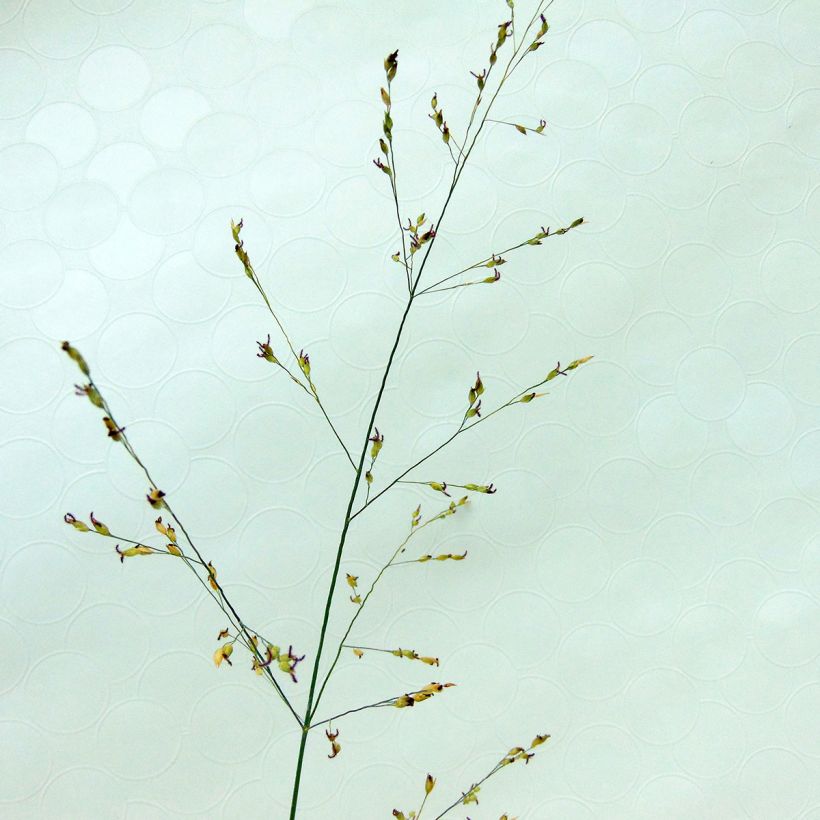 Panicum virgatum Kulsenmoor (Flowering)