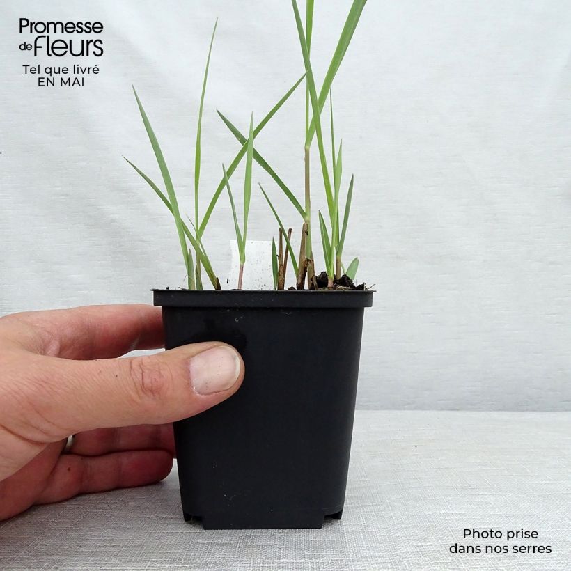 Example of Panicum virgatum Kulsenmoor Vasetto da 8/9 cm as you get in printemps